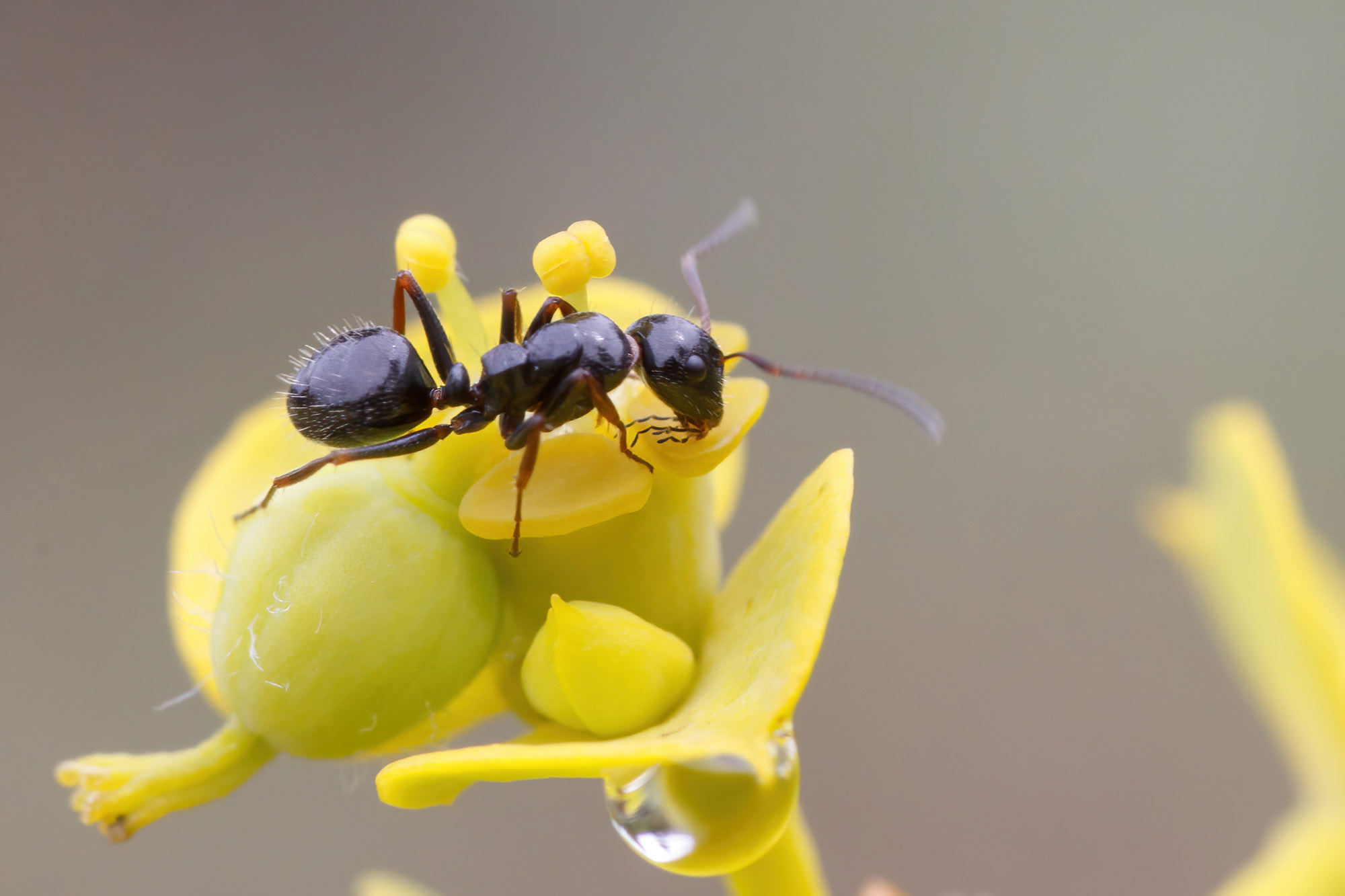 Camponotus piceus